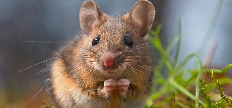 Produits anti-nuisibles : comment choisir contre rongeurs et insectes